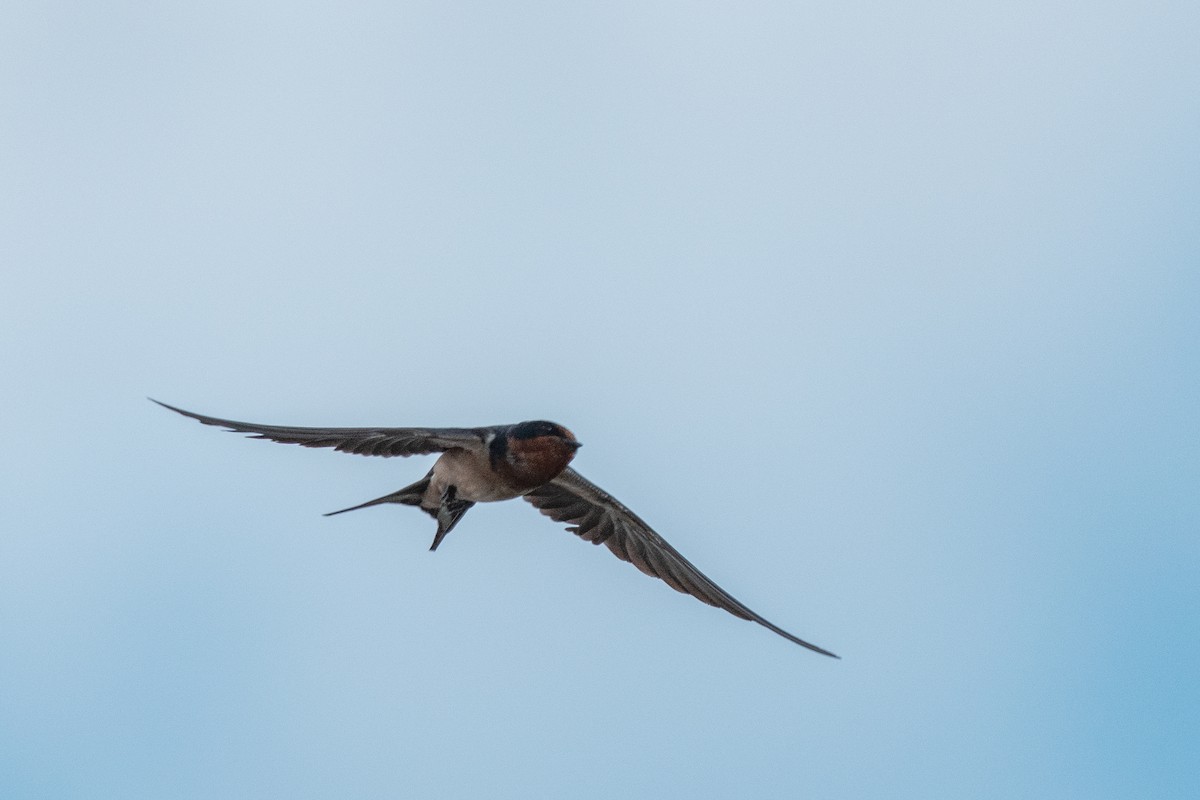 Barn Swallow - ML647361213