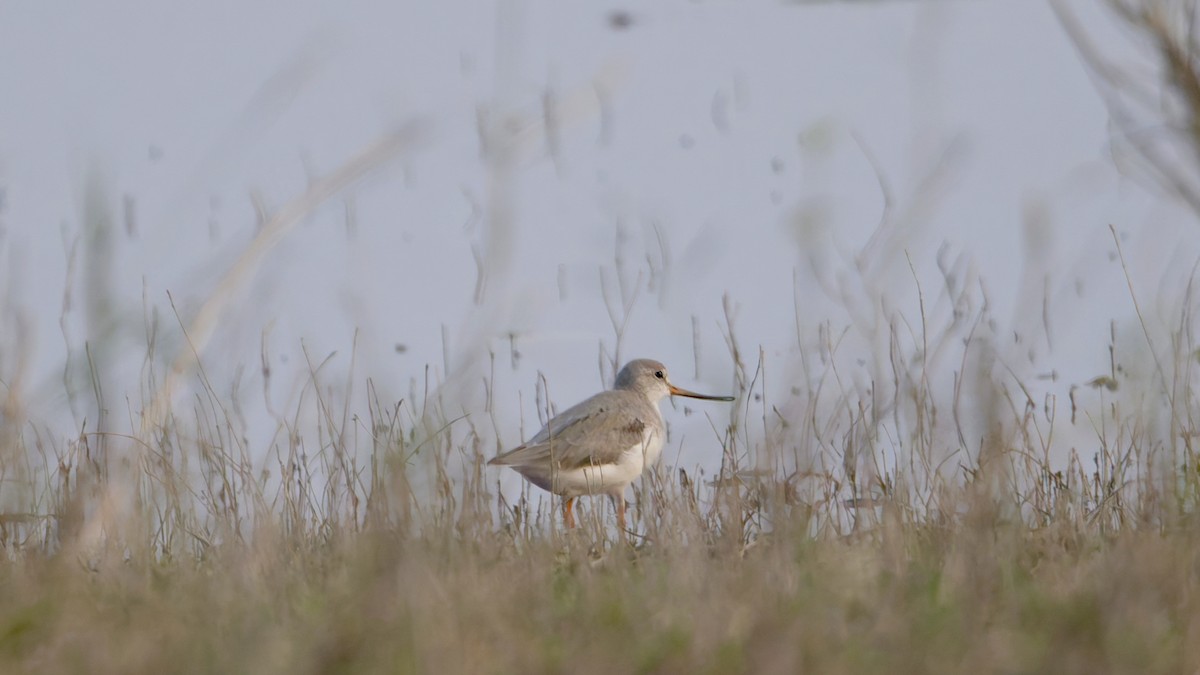 ביצנית אפורה - ML647361215