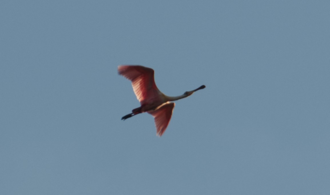Roseate Spoonbill - ML647361225