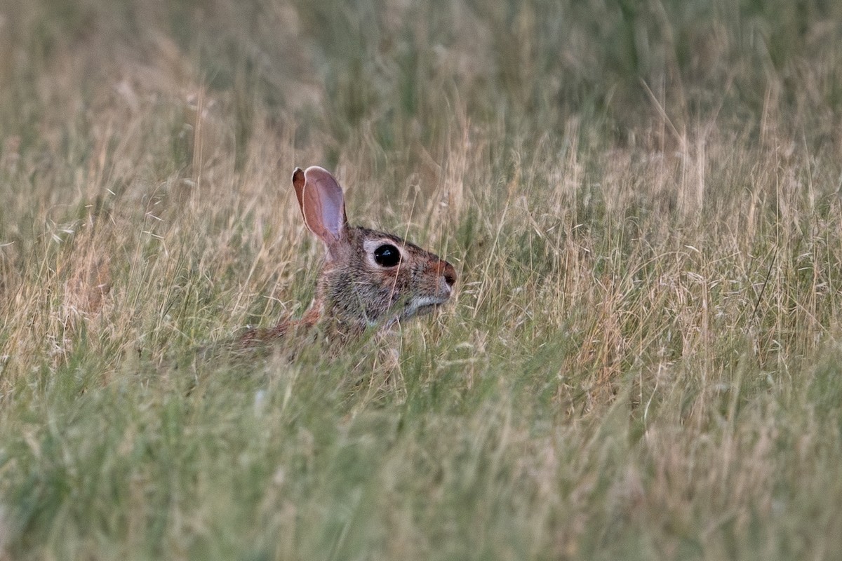 Cottontail Rabbits - ML647361232