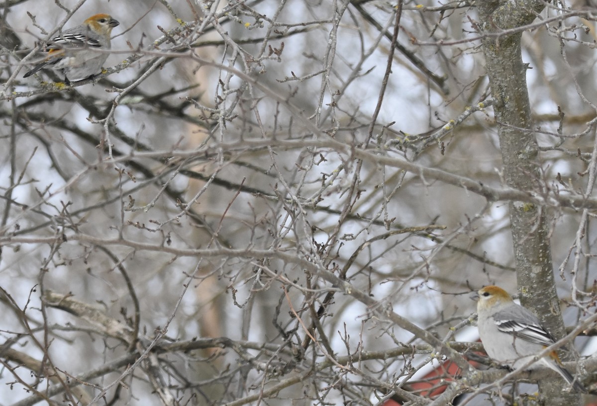 Смеречник тайговий - ML647361234