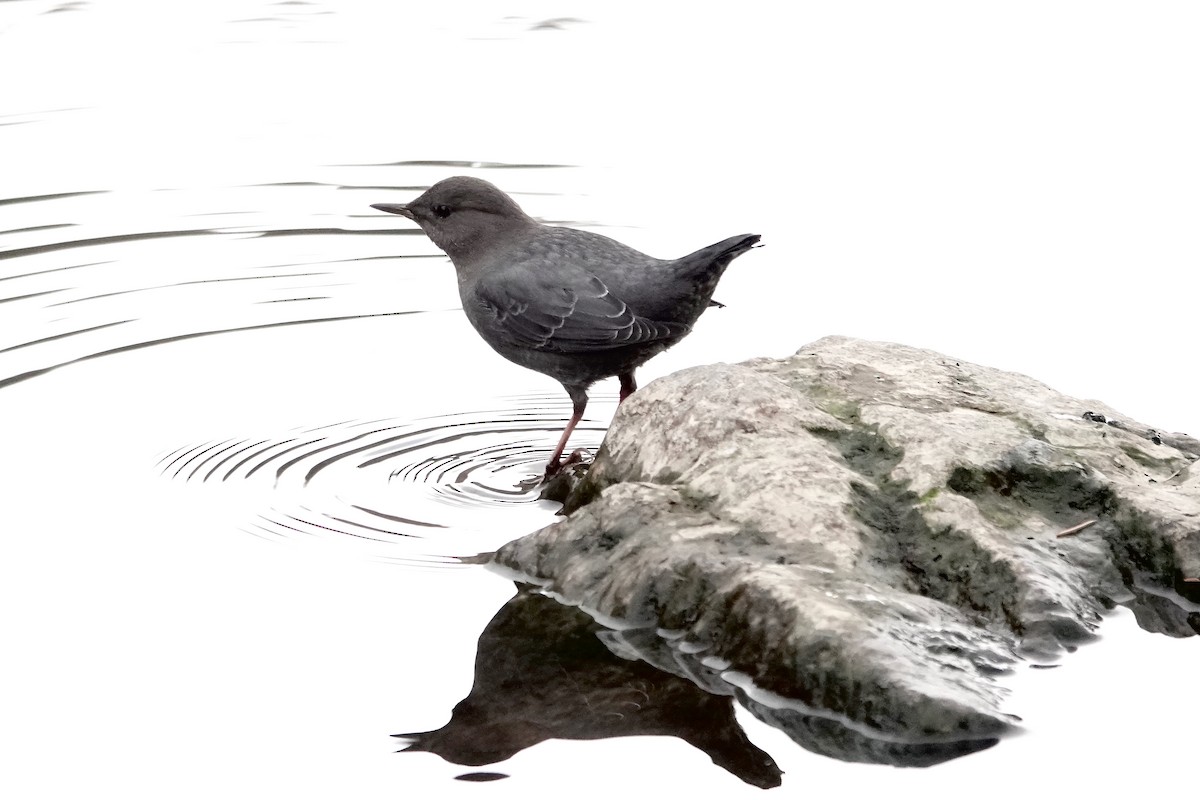American Dipper - ML647361235