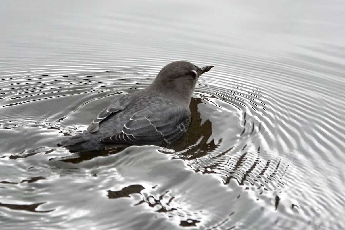 American Dipper - ML647361236