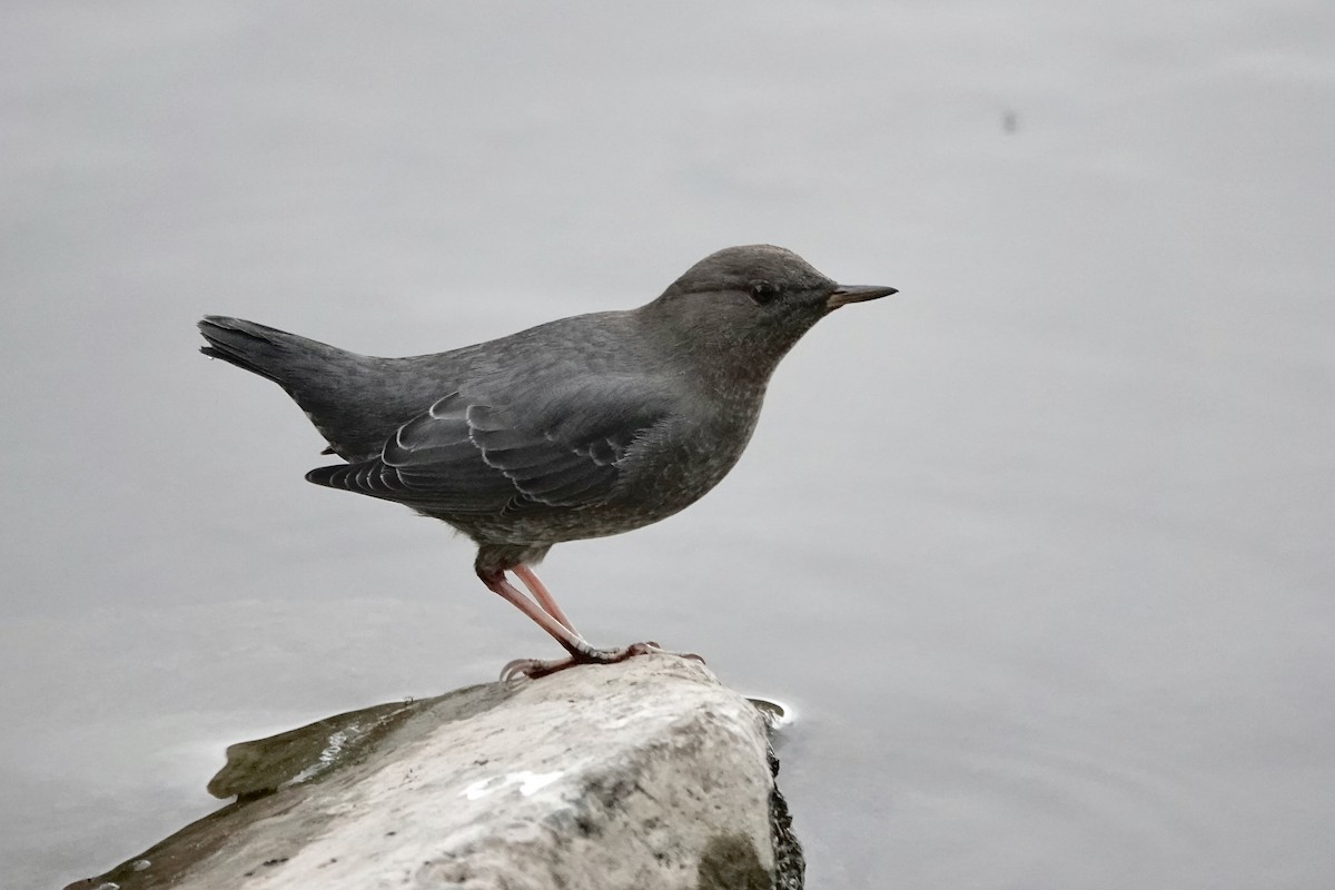 American Dipper - ML647361237