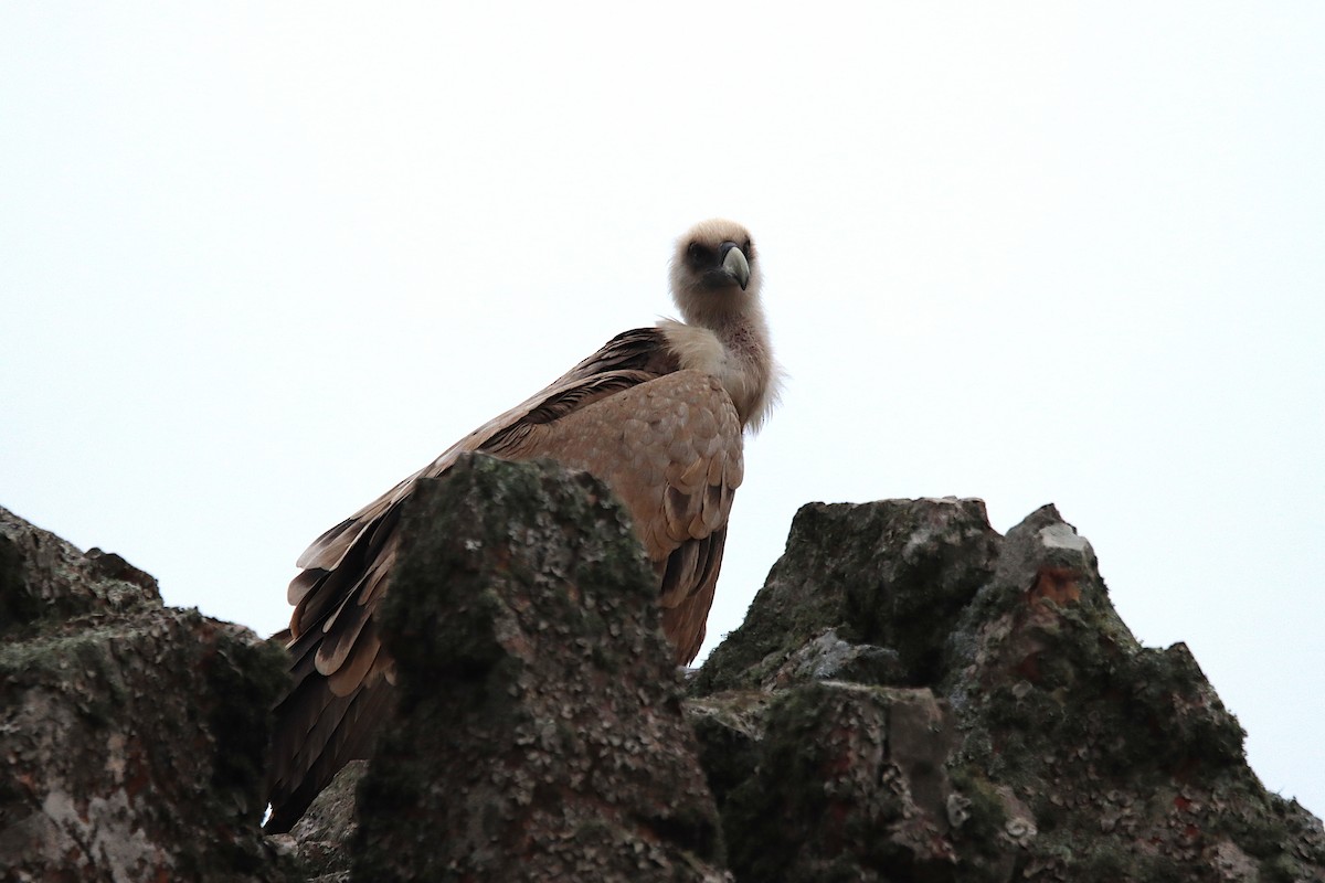 Eurasian Griffon - ML647361244