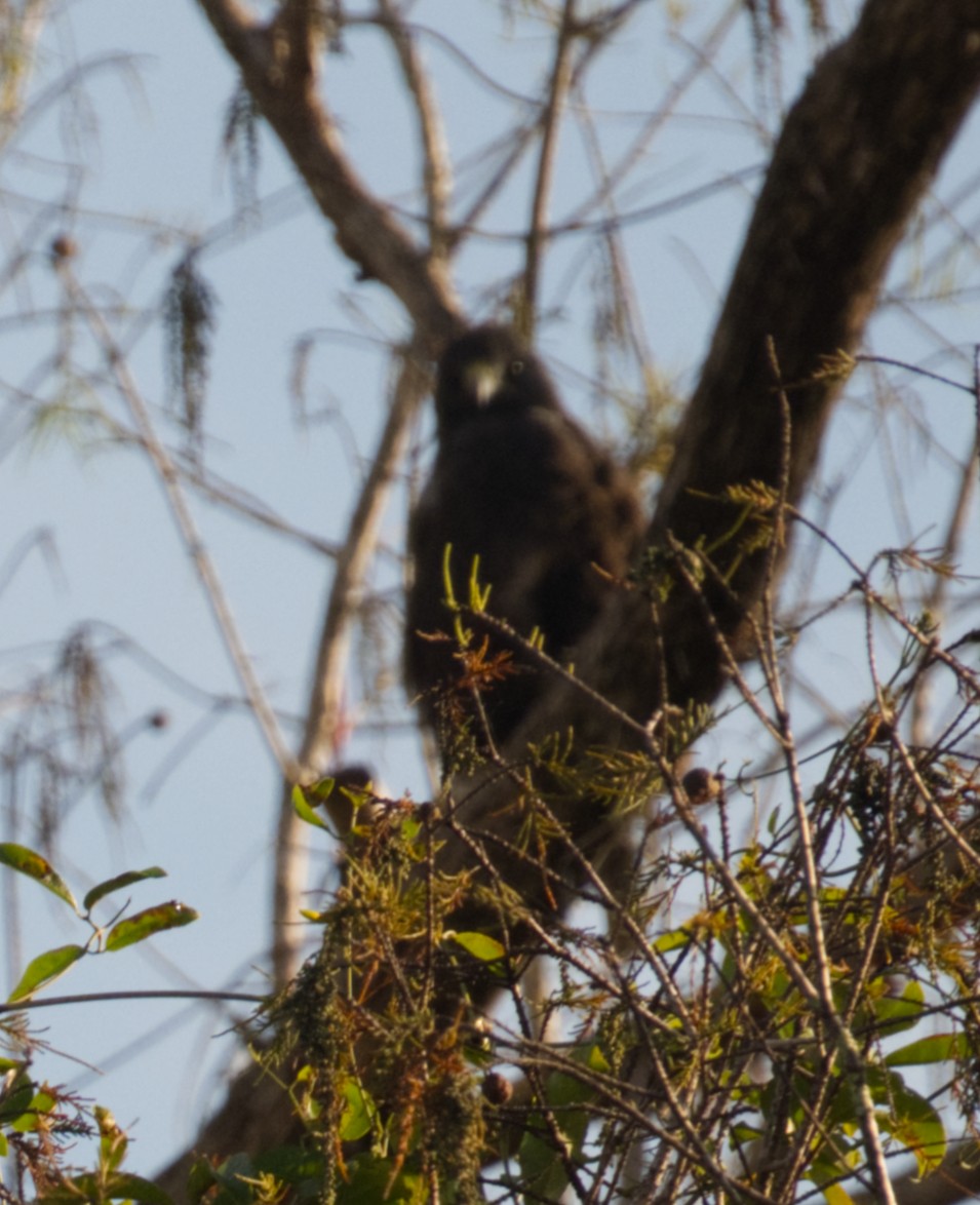 Buse à queue courte - ML647361246