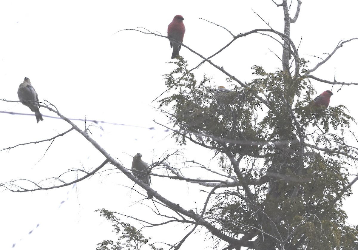 Смеречник тайговий - ML647361247
