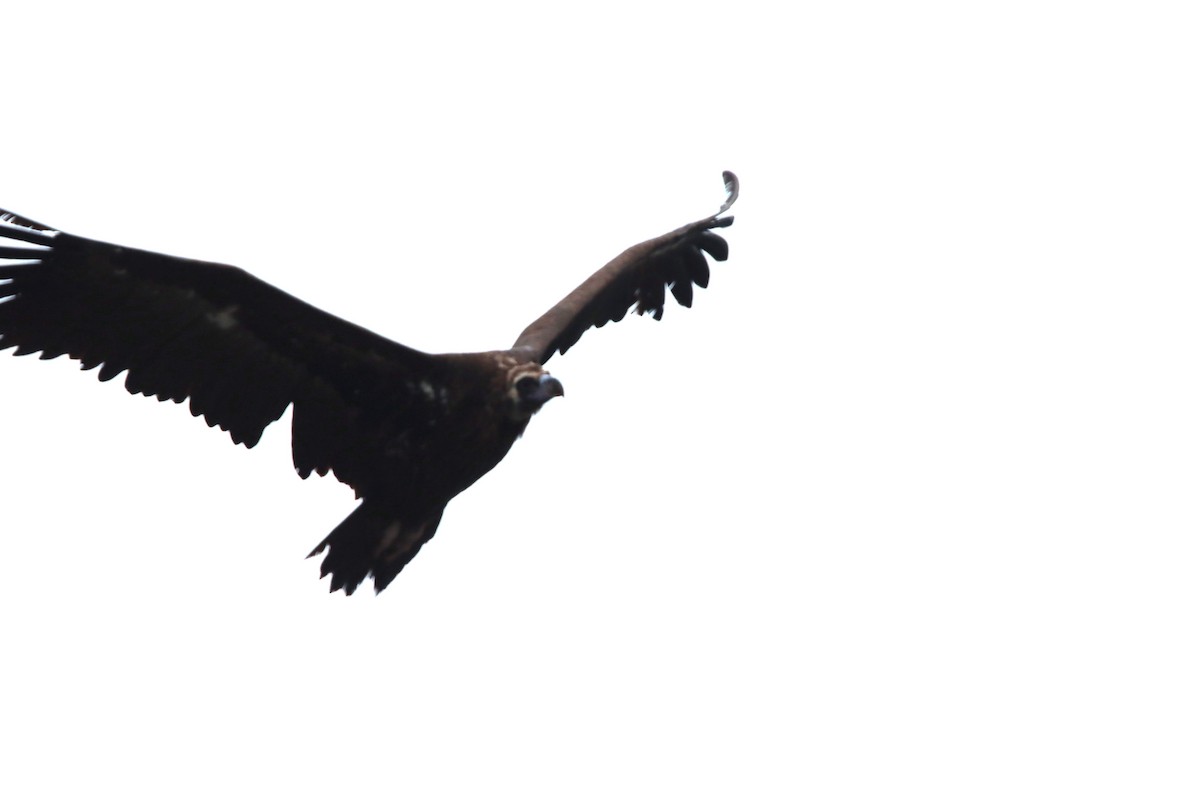 Buitre Negro - ML647361251