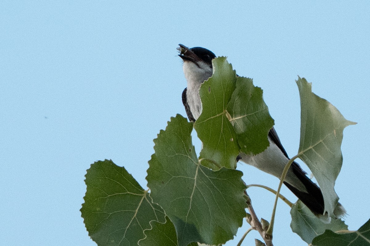 Eastern Kingbird - ML647361253