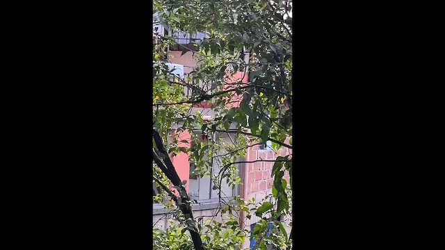 Rose-breasted Grosbeak - ML647361256