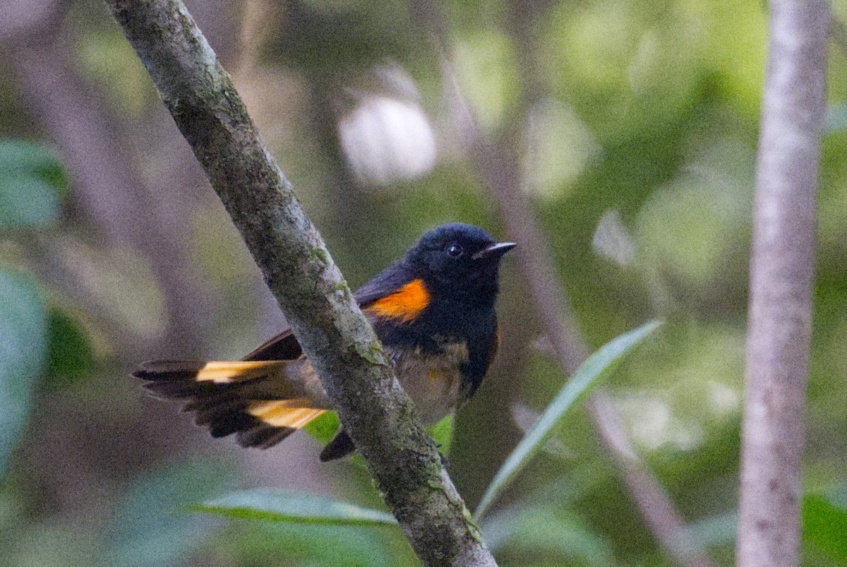 סבכון חכלילי - ML647361267