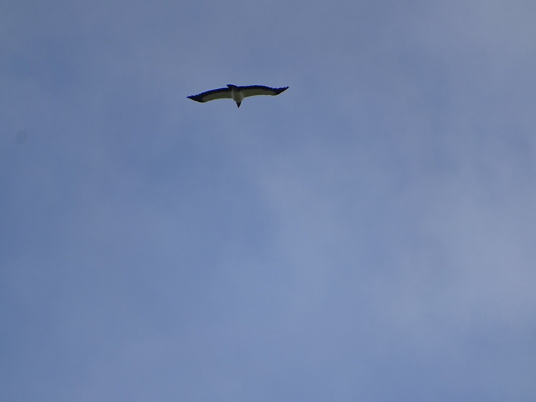 King Vulture - ML647361268