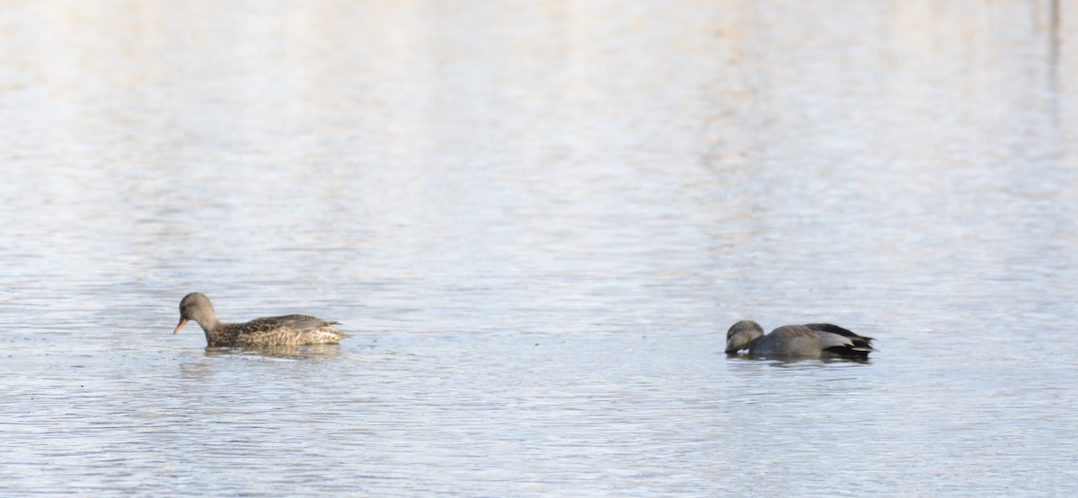 Gadwall - ML647361270