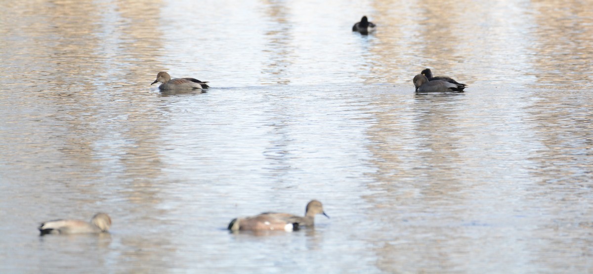 Gadwall - ML647361271