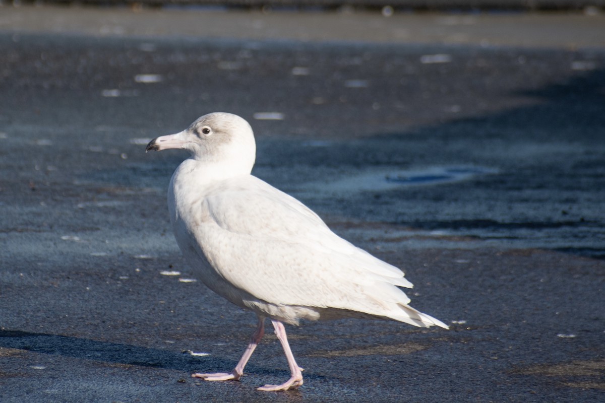 Glaucous Gull - ML647361273