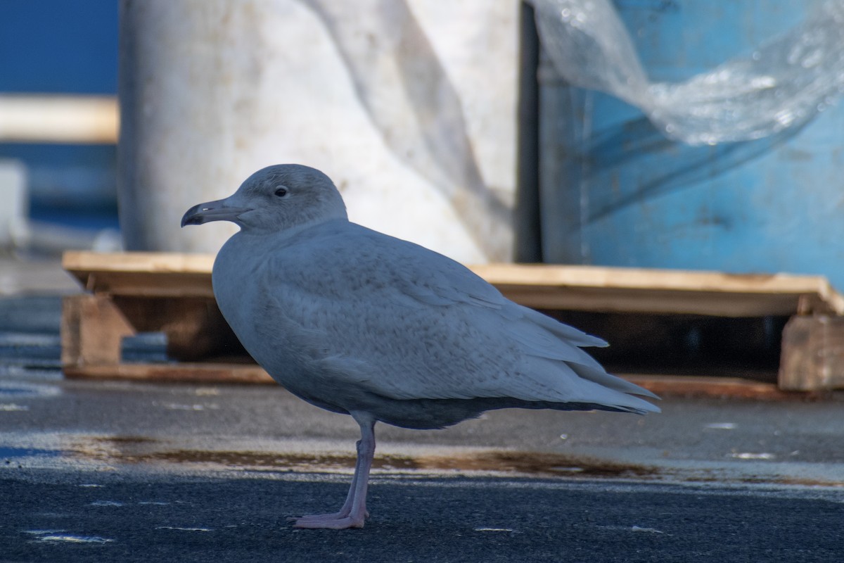 Glaucous Gull - ML647361274