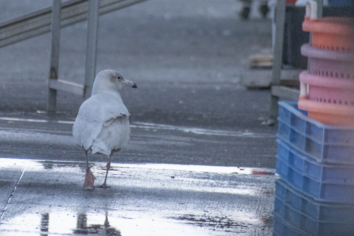 Glaucous Gull - ML647361275