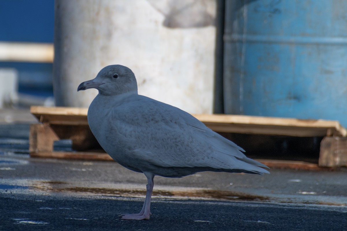 Glaucous Gull - ML647361276