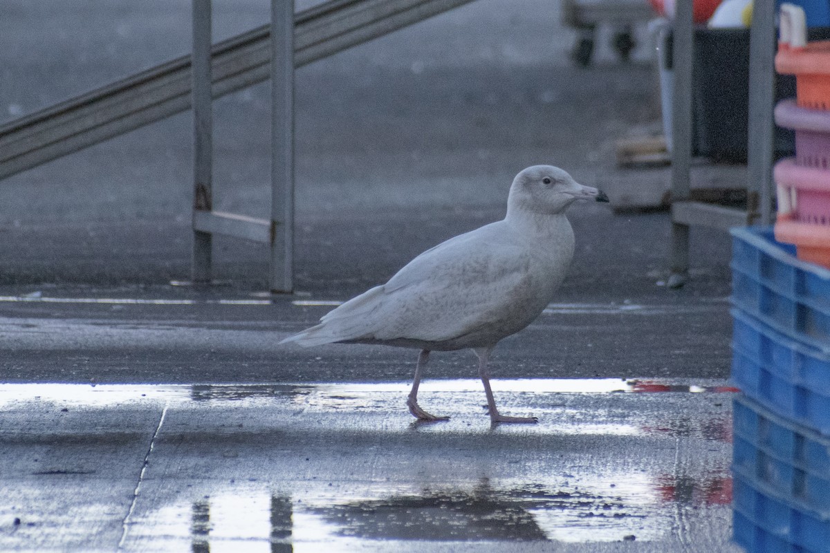 Glaucous Gull - ML647361277