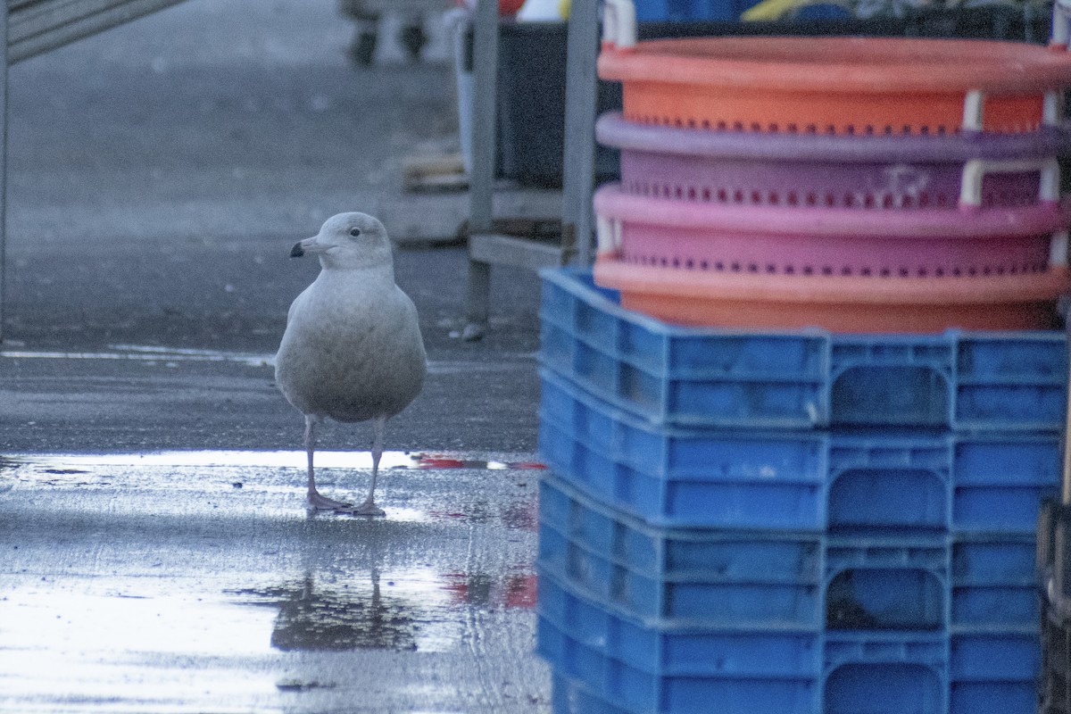 Glaucous Gull - ML647361278