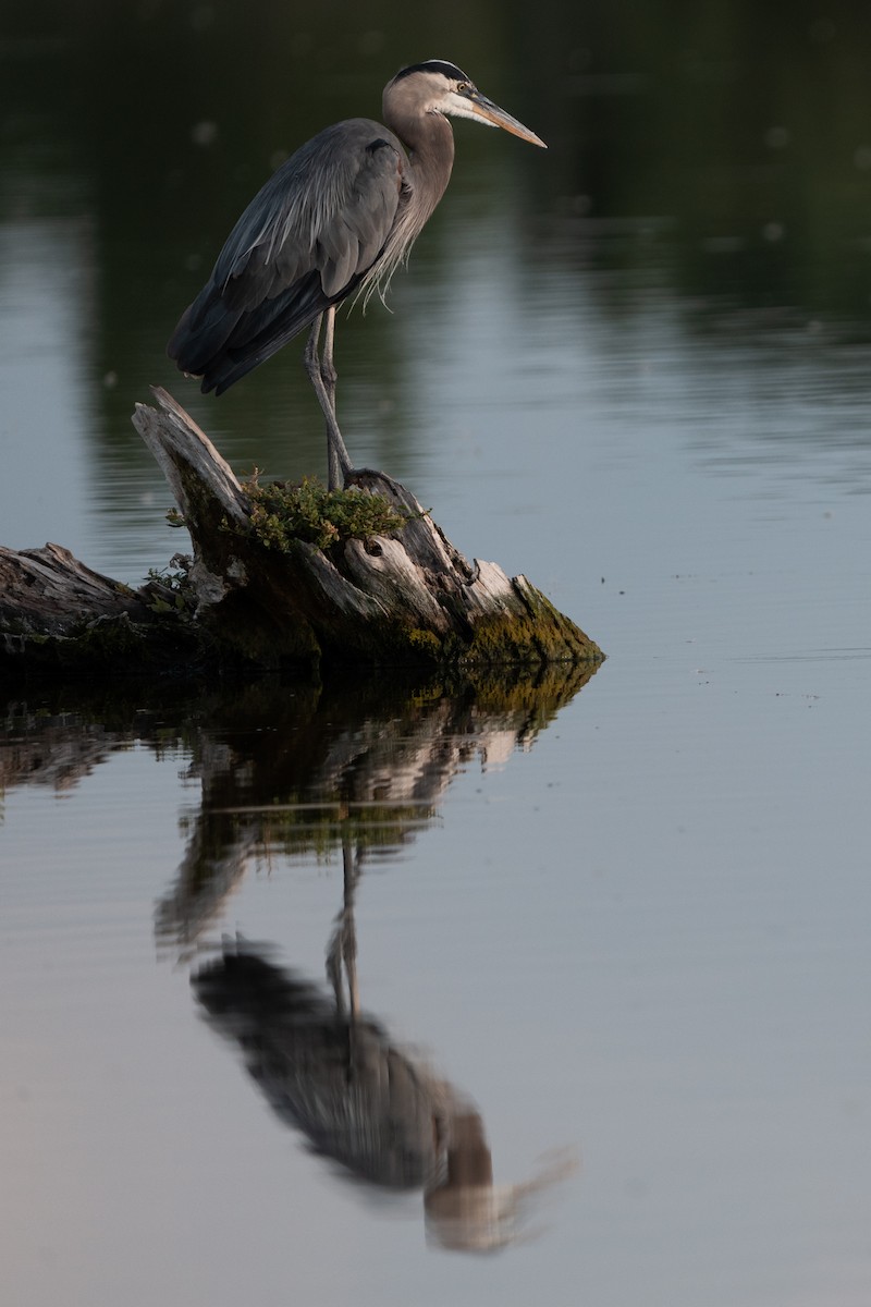 Great Blue Heron - ML647361279