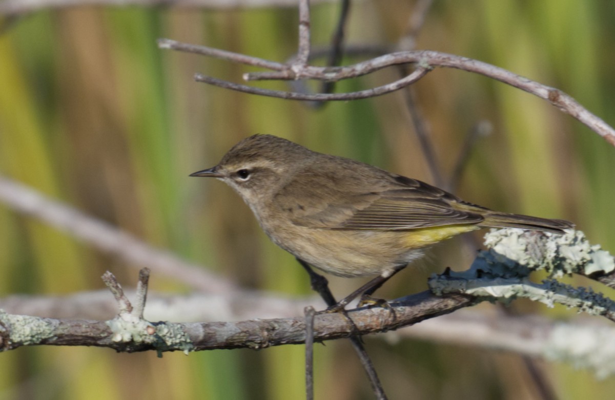 Palm Warbler - ML647361291