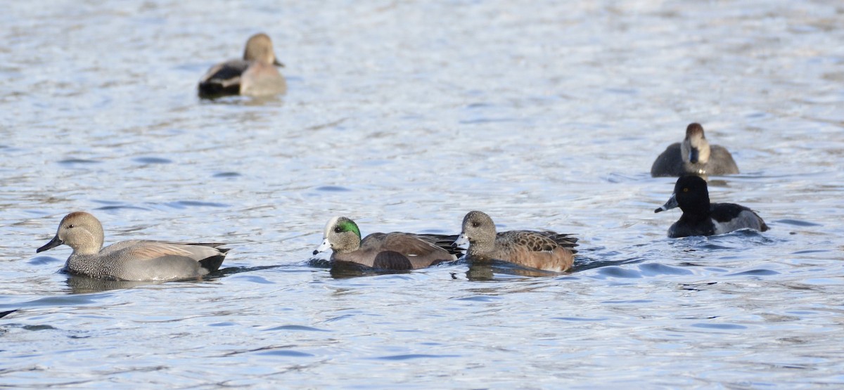 American Wigeon - ML647361298