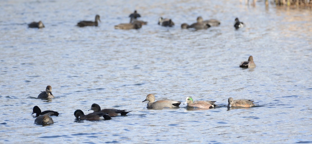 American Wigeon - ML647361299