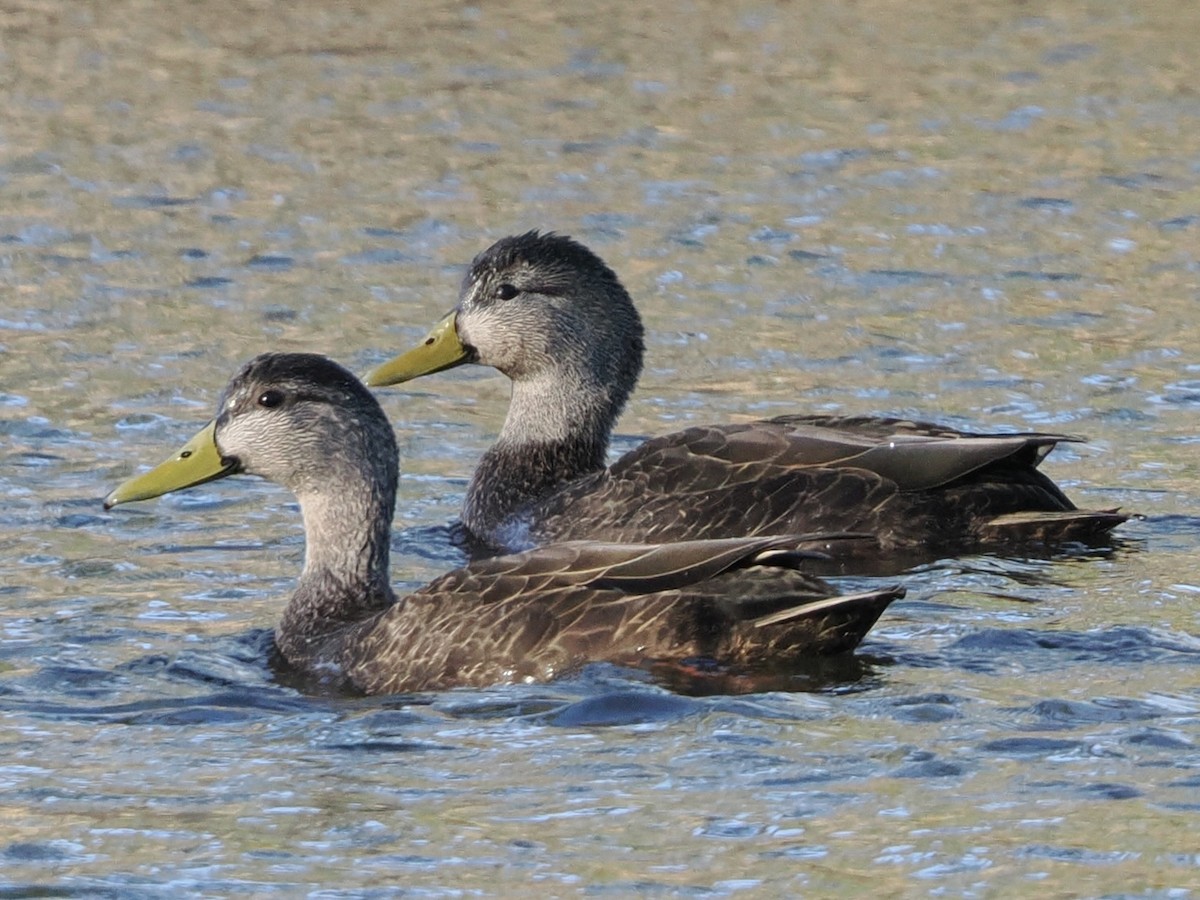 American Black Duck - ML647361308