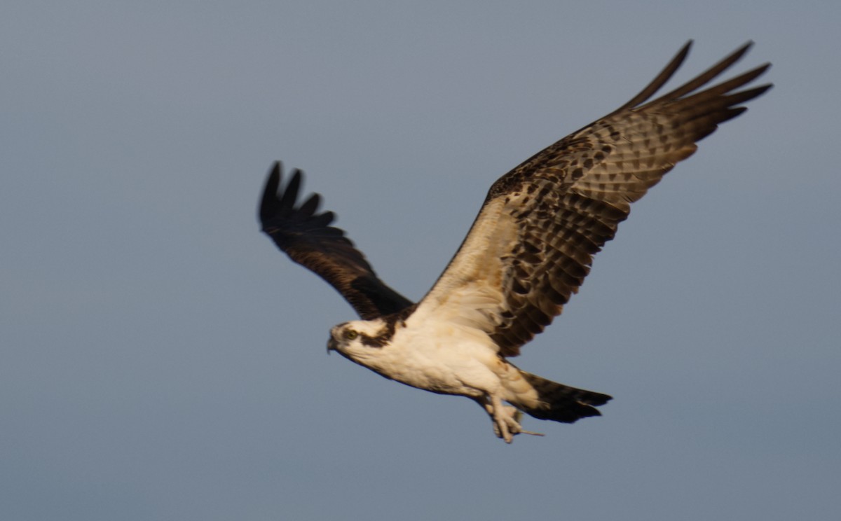 Osprey - ML647361309