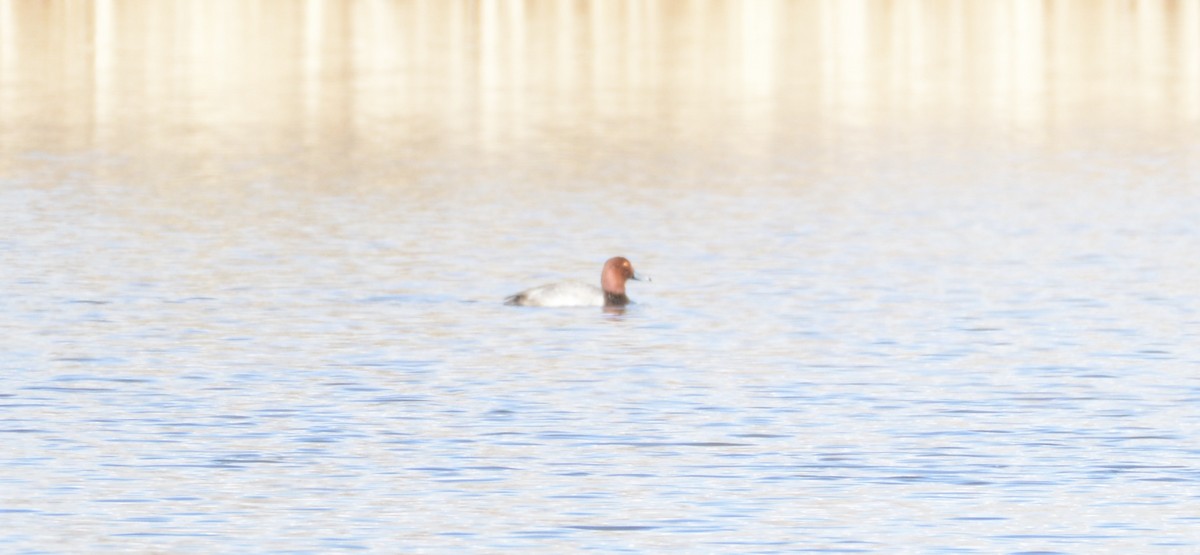 Redhead - ML647361317