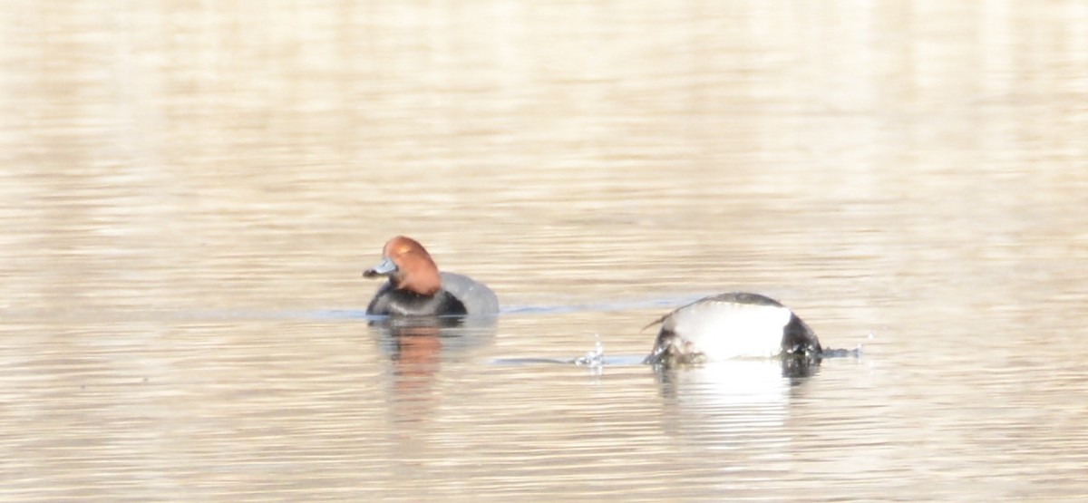 Redhead - ML647361318