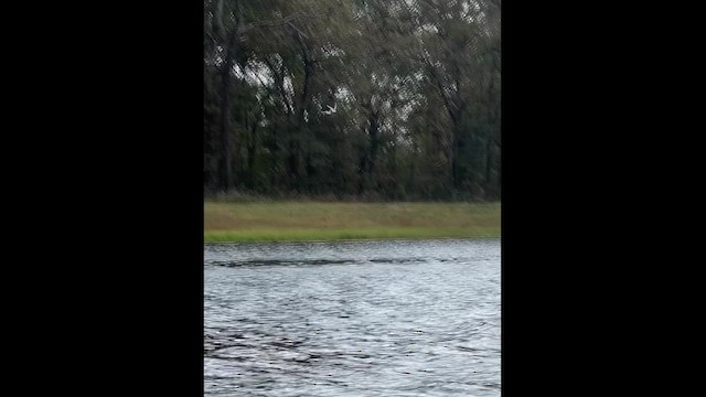 Forster's Tern - ML647361327