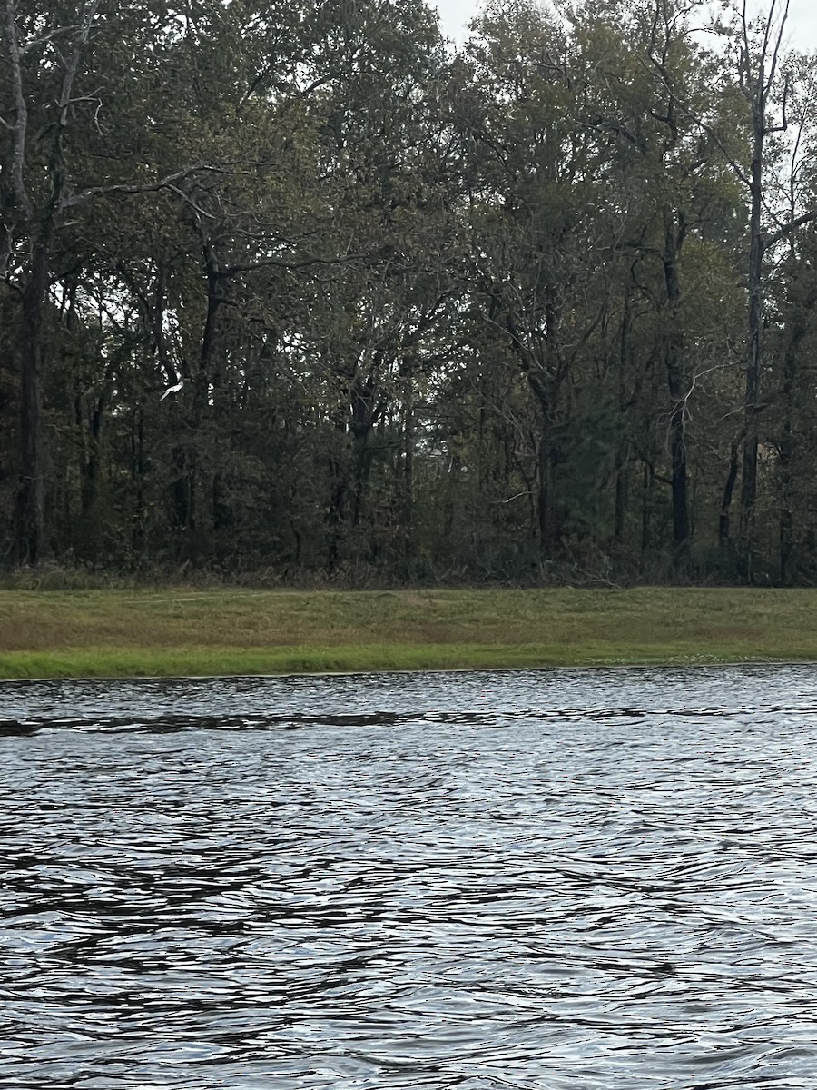 Forster's Tern - ML647361328