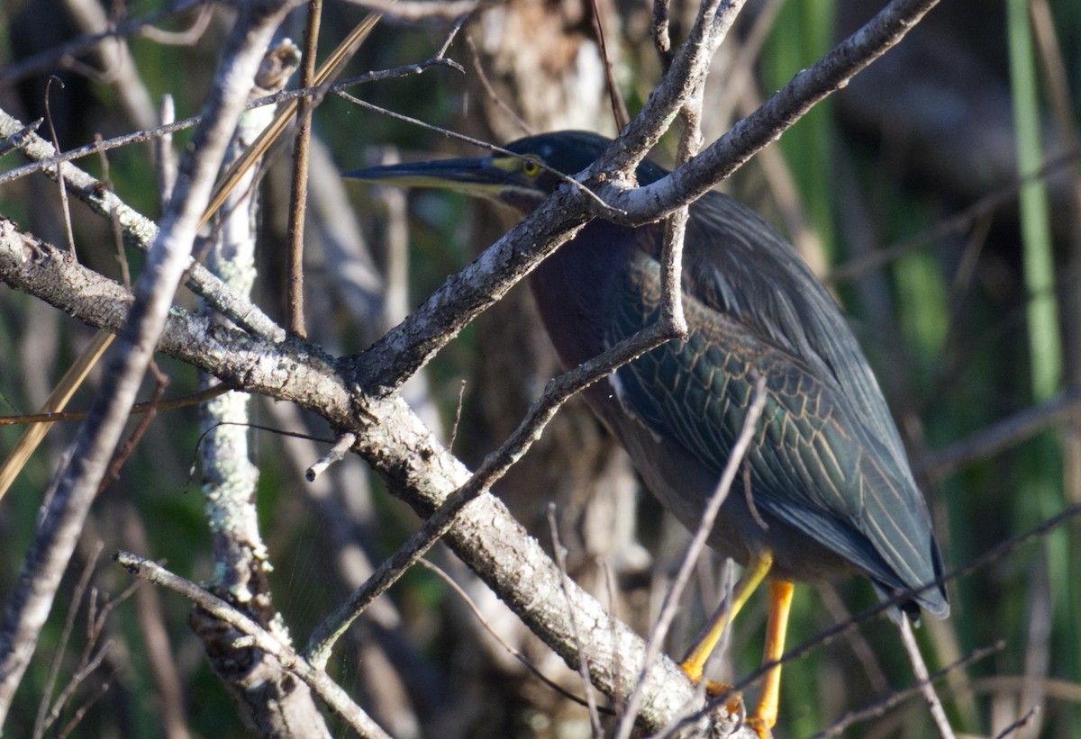Green Heron - ML647361329