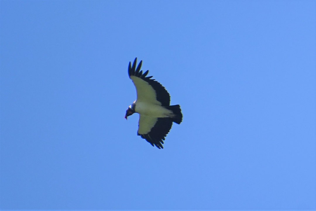 King Vulture - ML647361332