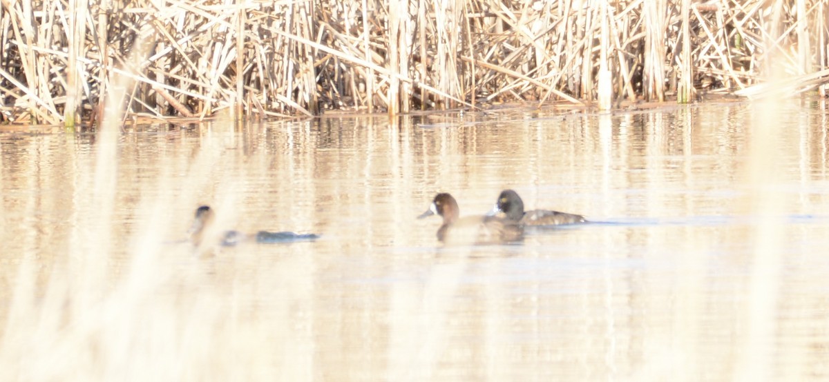 Ring-necked Duck - ML647361336