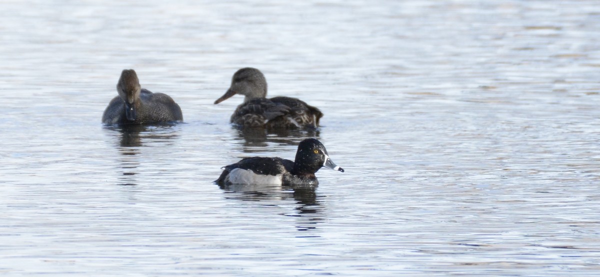 Ring-necked Duck - ML647361337