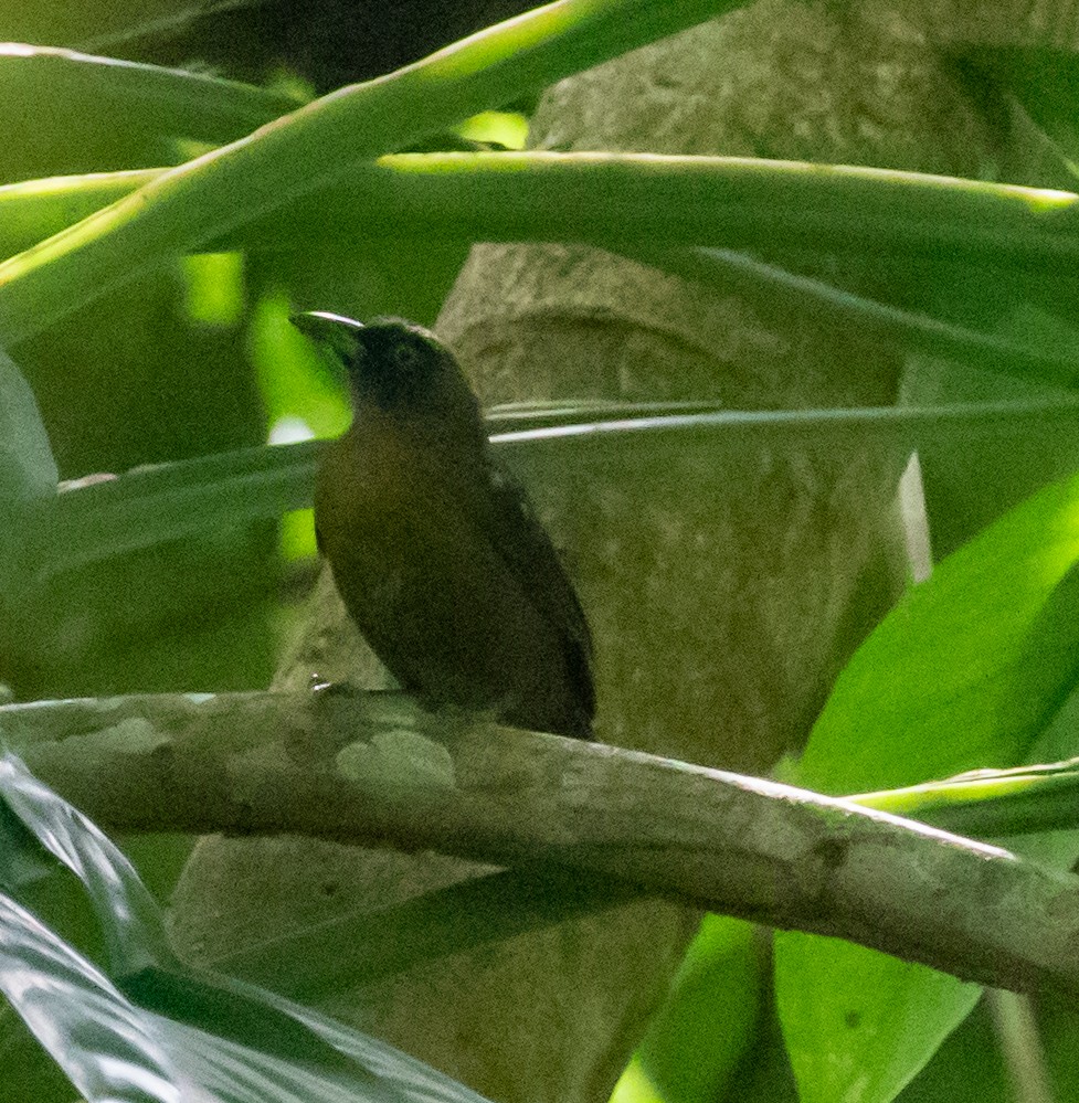 Dusky-faced Tanager - ML647361340
