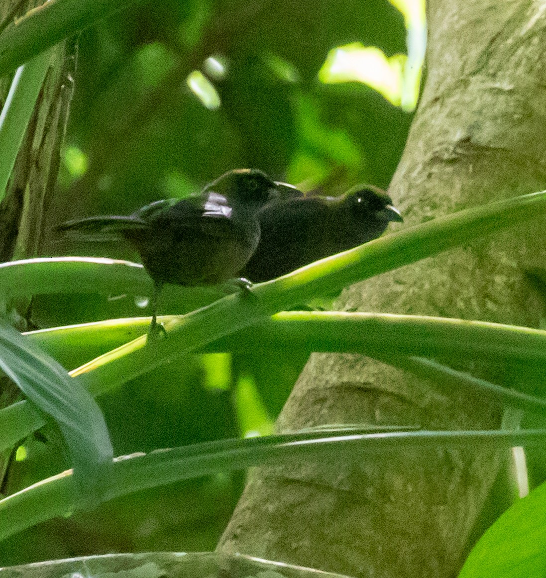 Dusky-faced Tanager - ML647361341