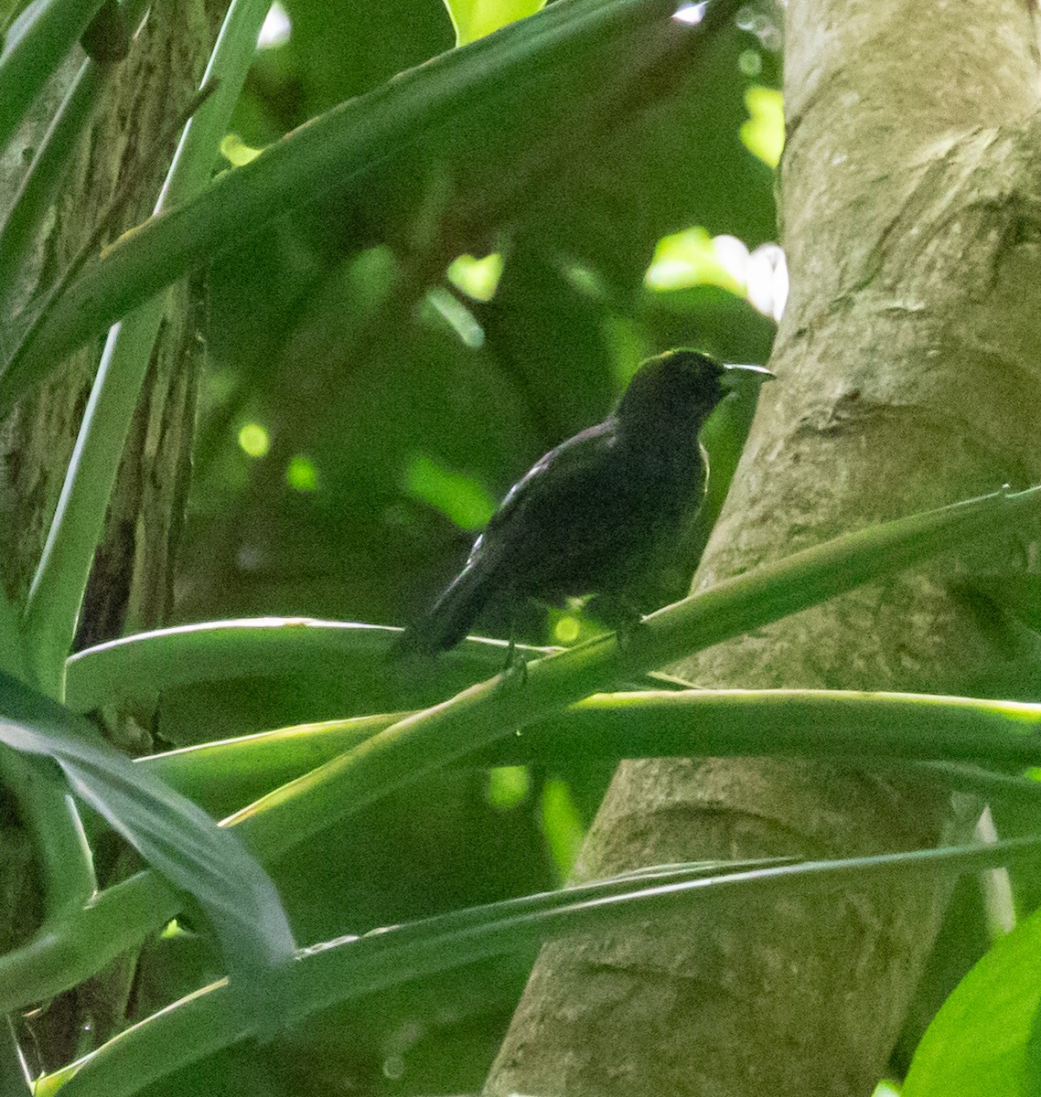 Dusky-faced Tanager - ML647361342