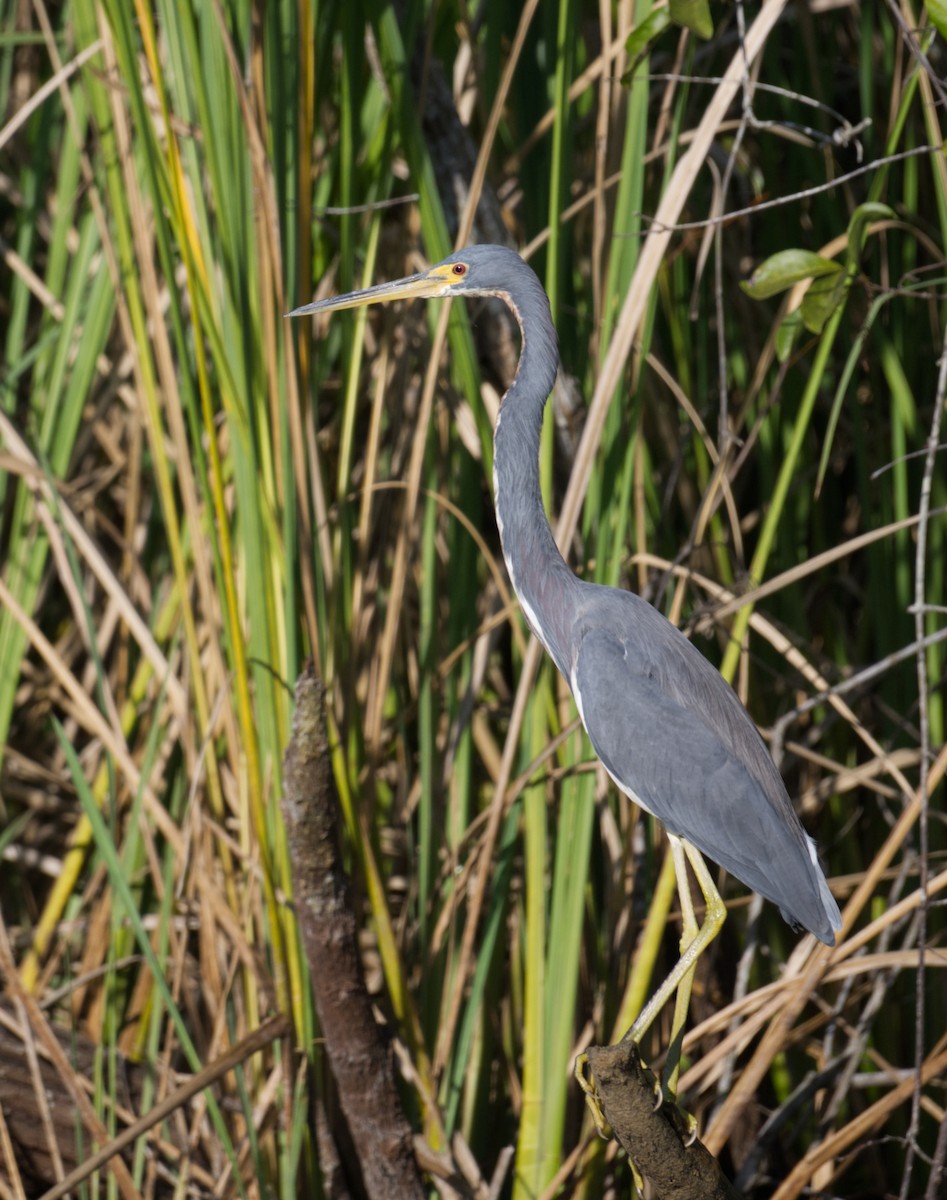 Tricolored Heron - ML647361350