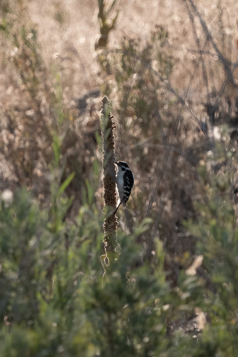 Downy Woodpecker - ML647361353