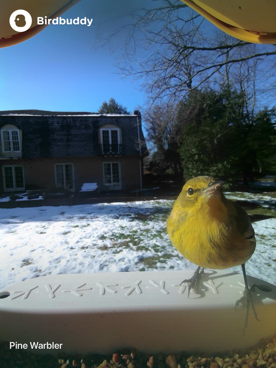 Paruline des pins - ML647361363