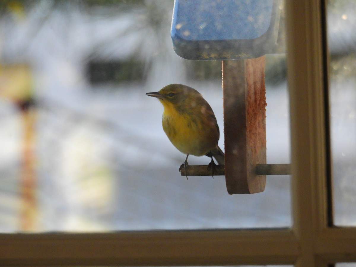 Paruline des pins - ML647361364