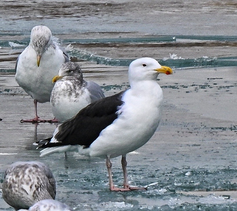 racek mořský - ML647361393