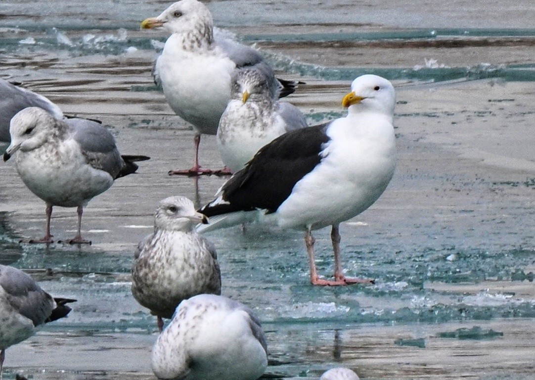 racek mořský - ML647361399