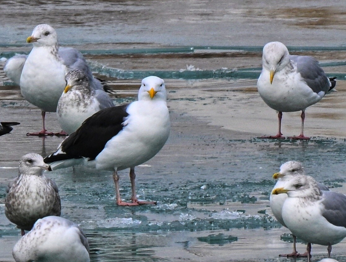 racek mořský - ML647361401