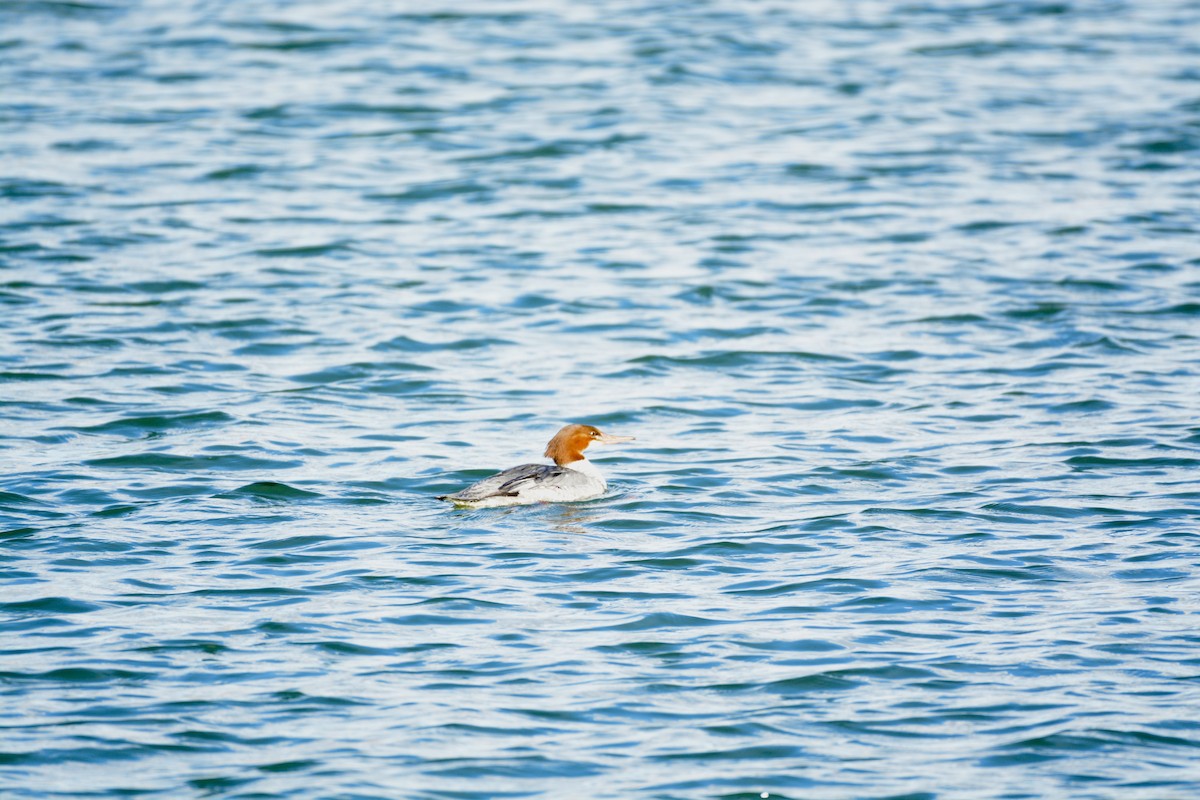 Common Merganser - ML647361402
