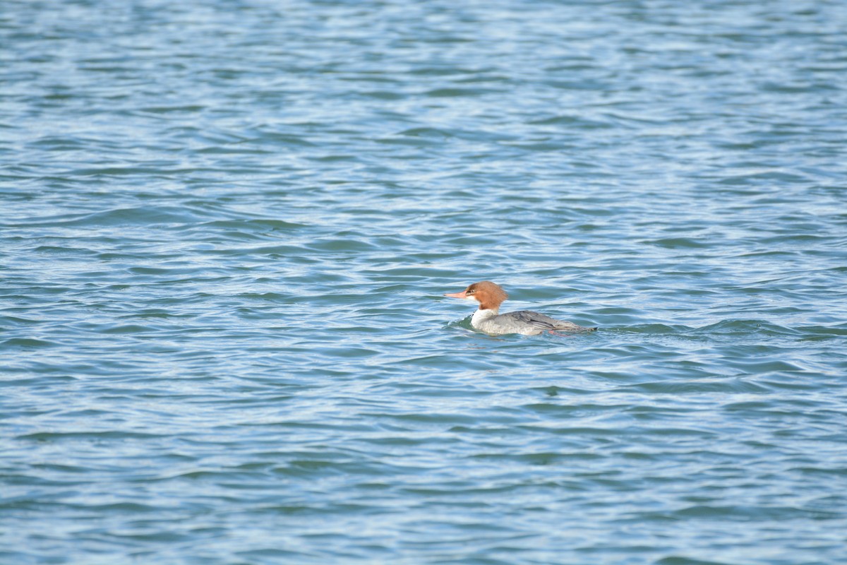 Common Merganser - ML647361404